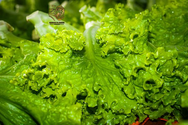 Lechuga fresca
