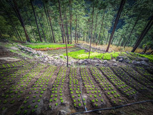 Cultivos entre pinos