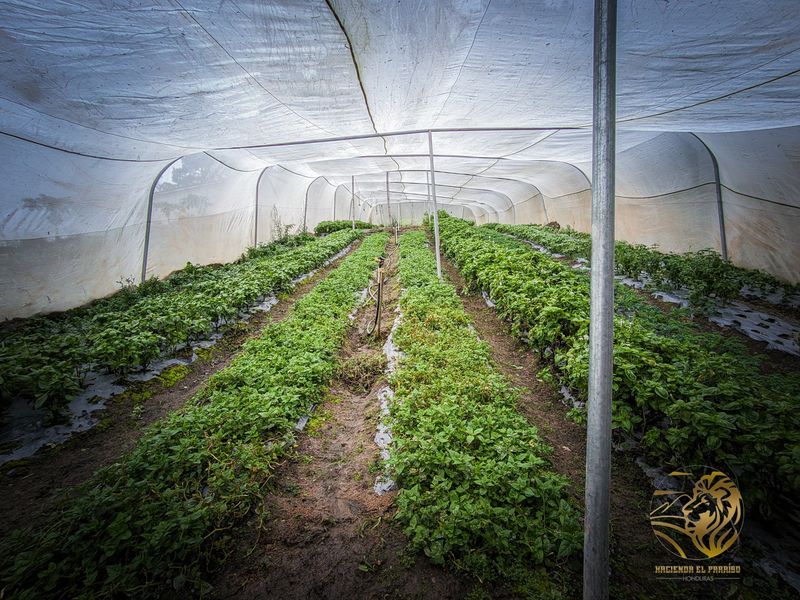 Invernadero de hierbas