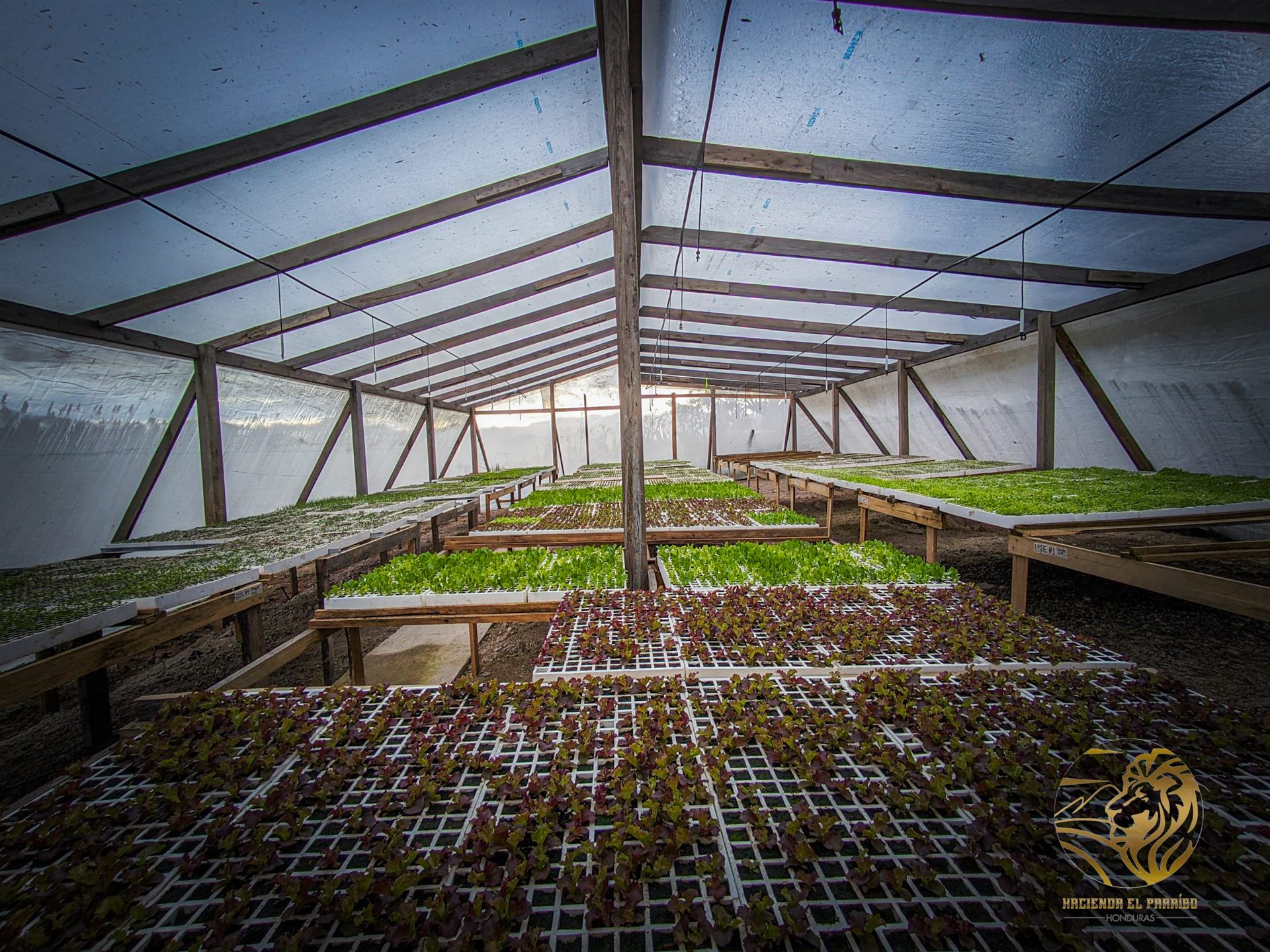 Hidroponía en Honduras