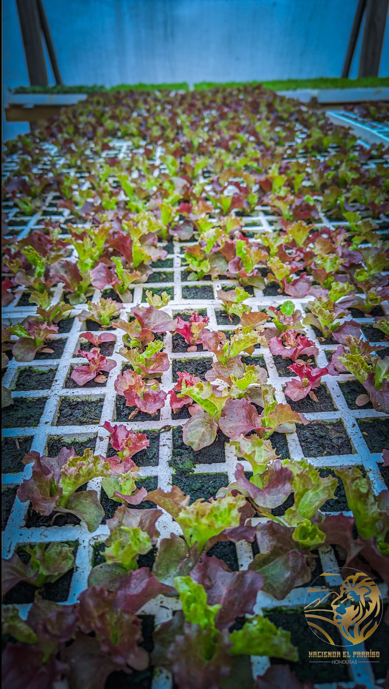 Recetas con lechugas