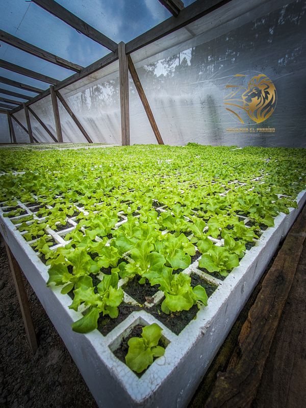 Lechugas Hidropónicas